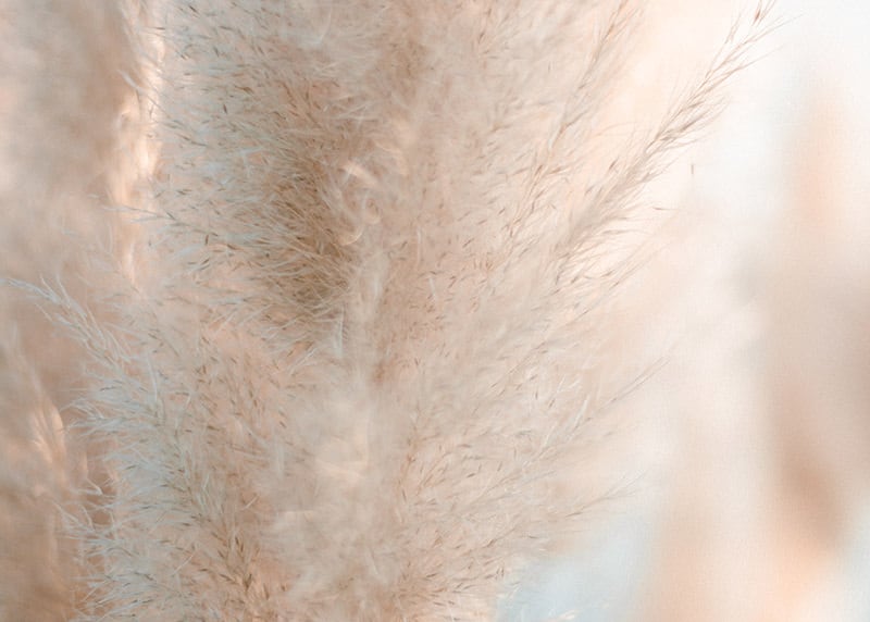 photographe de détails : plan serré d'un roseau à plumes qui donne une ambiance douce et pastel